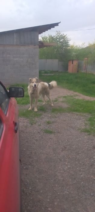 Продам кобеля алабай молодой два года