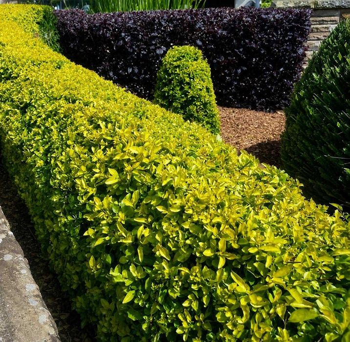 Gard Viu Premium: Photinia Red Robin,  Prunus Laurocerasus, Ligustrum Aureum in  Timis