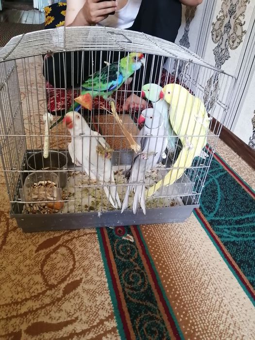 Sotiladi 5 ta papugay