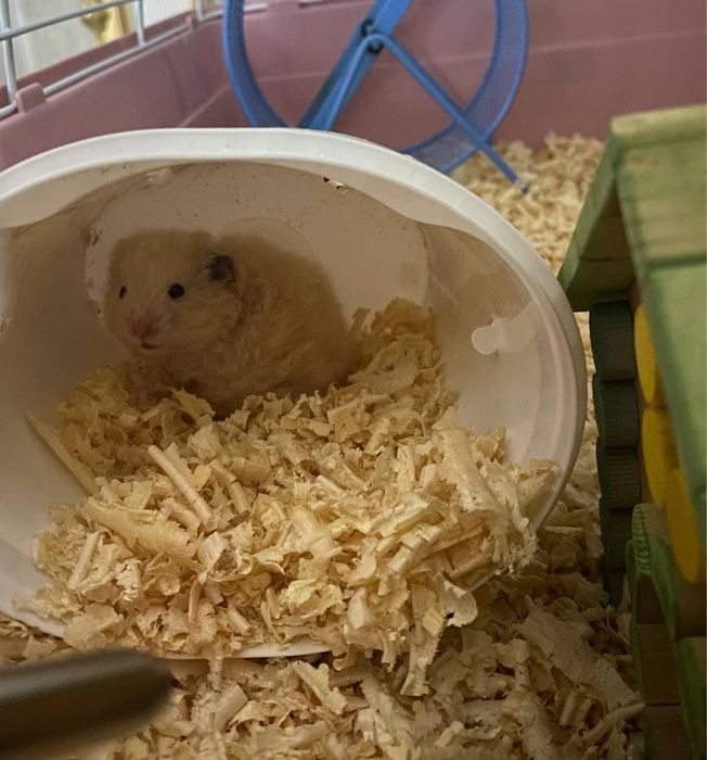 продам хомяка с клеткой