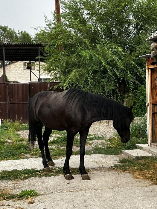 Продаётся жеребец 5 лет  на откорме 2 месяца