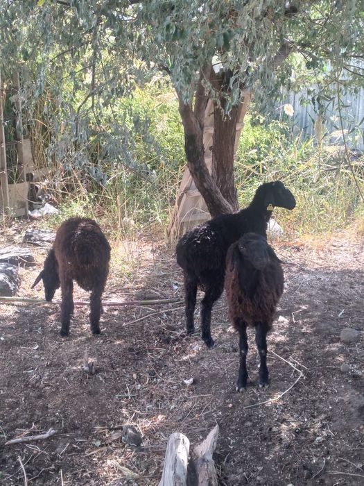 Қой сатылады. Тез арада