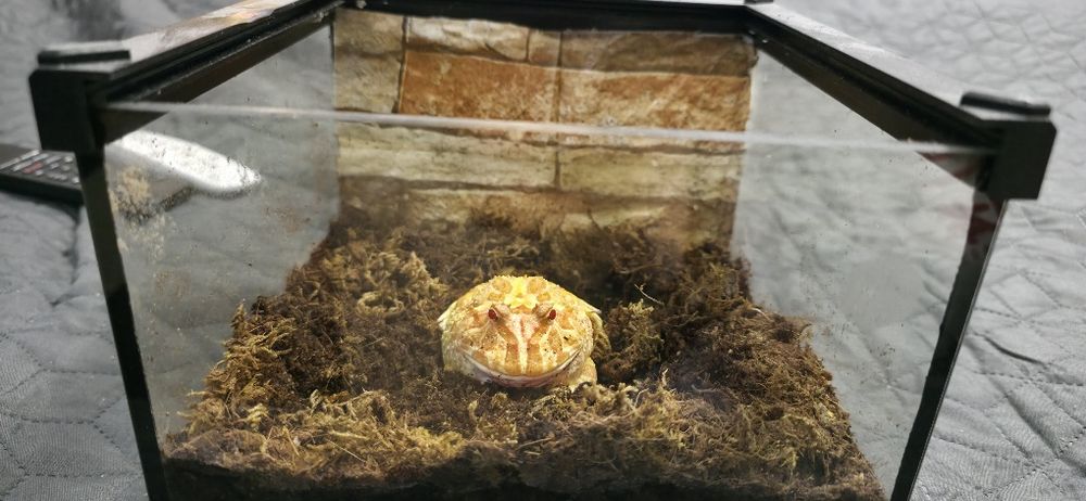 Terariu , pacman , bull frog