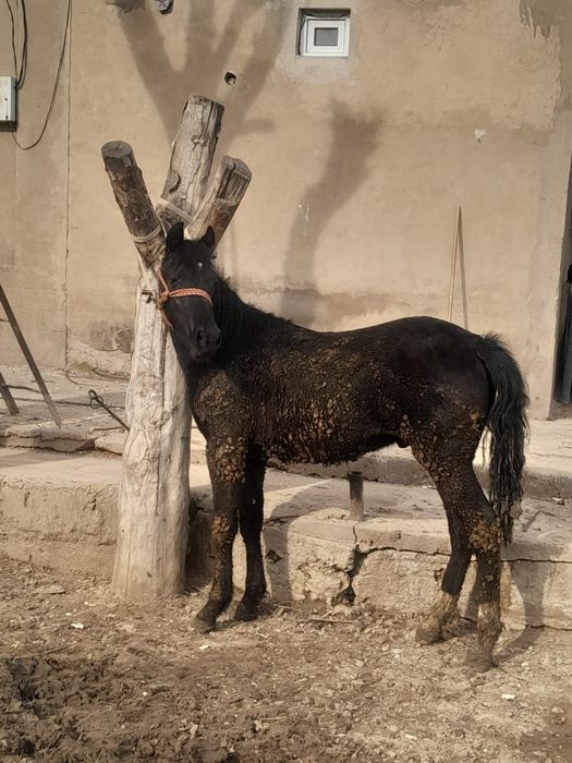 Тай саиылады парода