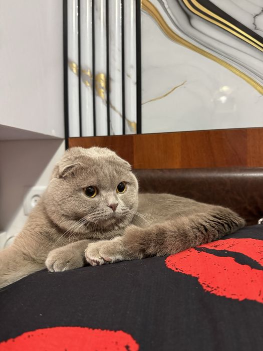 Продаётся кот (шотландская вислоухая / Scottish Fold)