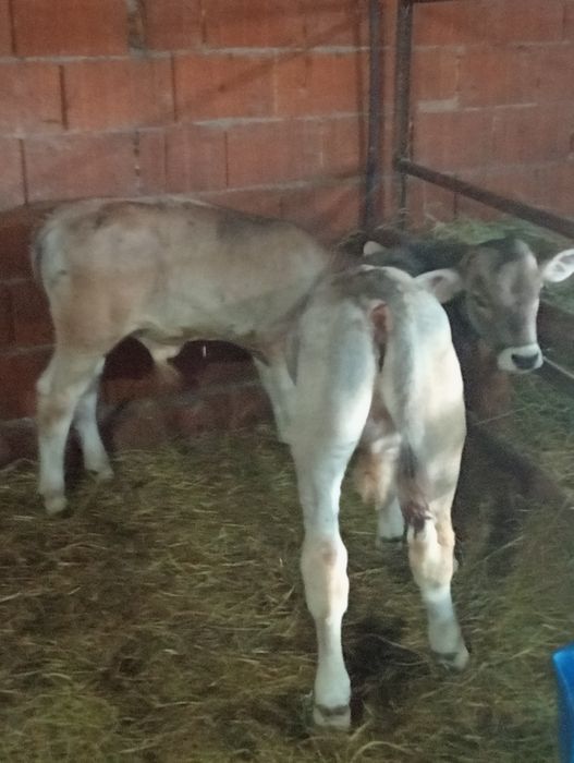 Vând tăurași înțărcați și sugari