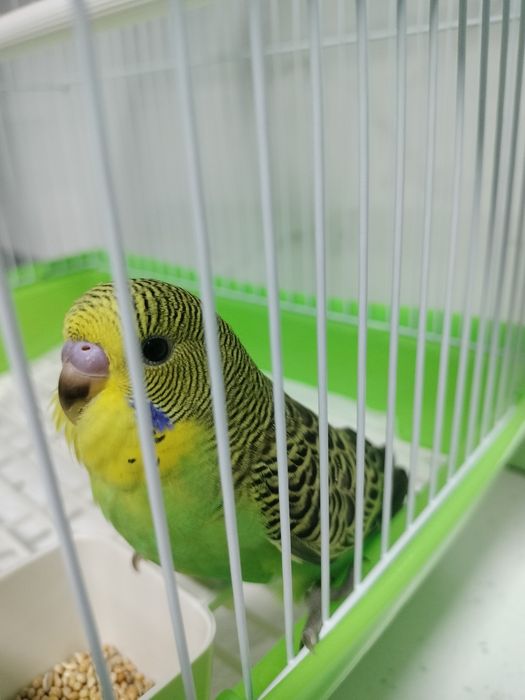Papagal peruși - puiuți