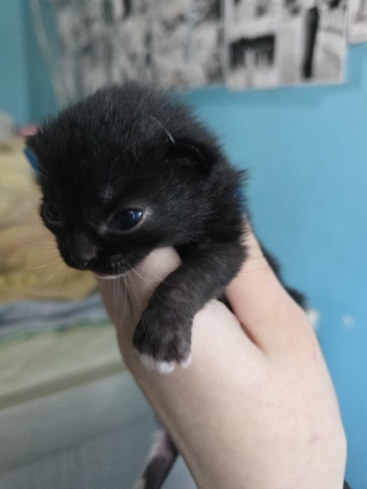 Бронь на двух котят