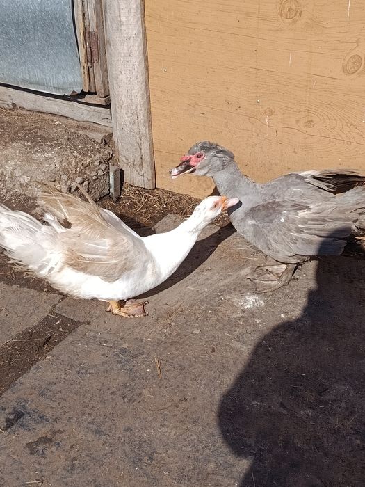 Продам молодых селезней индоуток