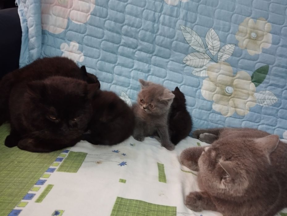Shadland zotli ( Scottish Fold ) mushuk bolalari 2 oylik