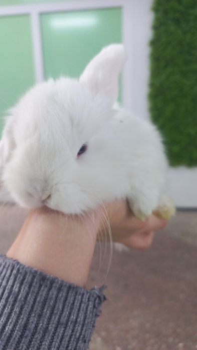 Кролики декоративные