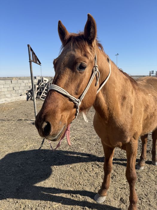 Тау кірең құнан жылқы сатылады