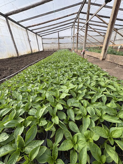 Răsaduri sănătoase de legume – pregătite pentru plantare