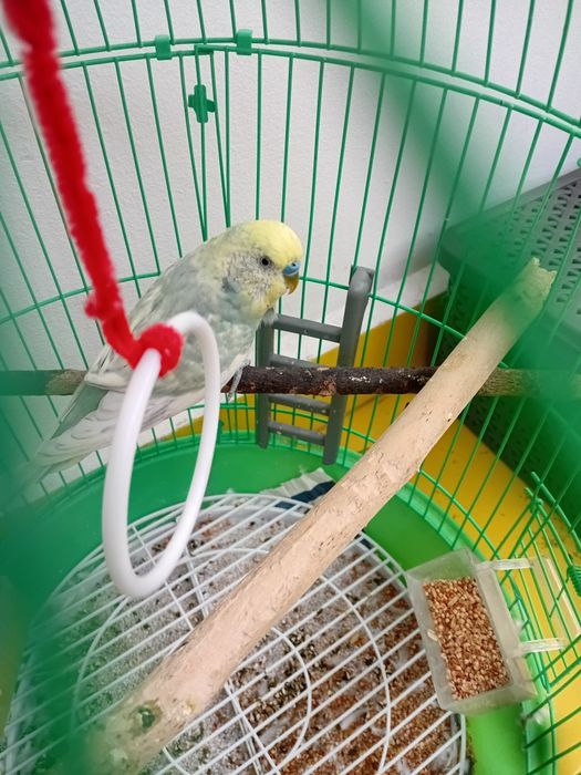 Donez un papagal