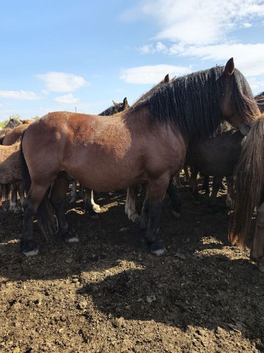 Жеребец продаётся