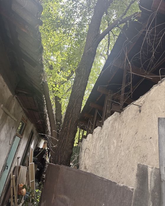 Отдам деревья на дрова