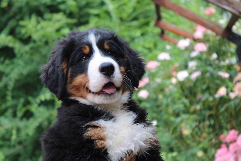 3 femele Ciobănesc de Berna - Pedigree UCHR