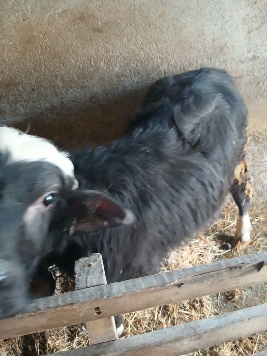 Vând vițel de bivol