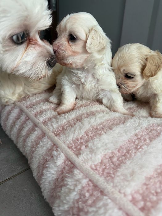 Bichon  maltez.