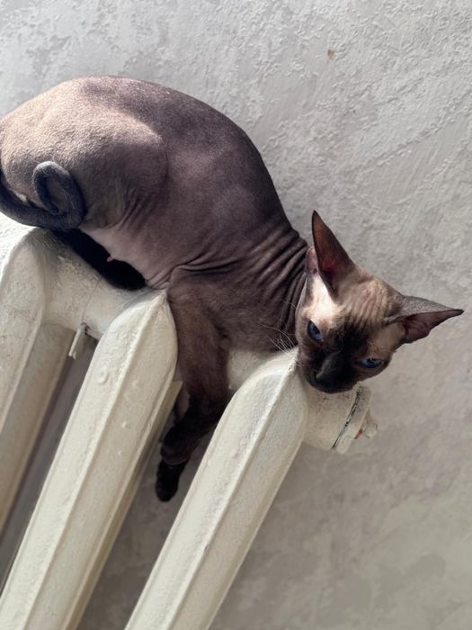 Отдам донских сфинксов!