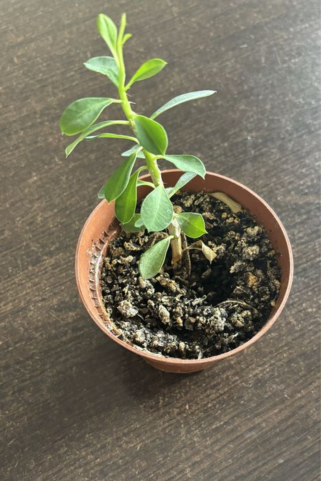 Продам перескиопсис