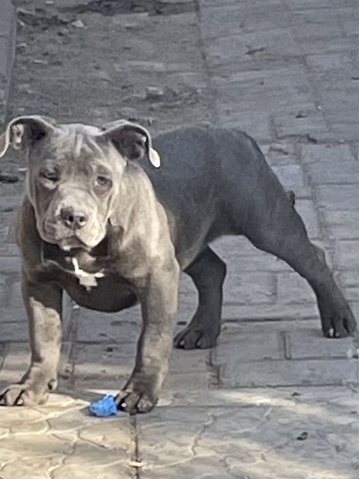 Американский булли