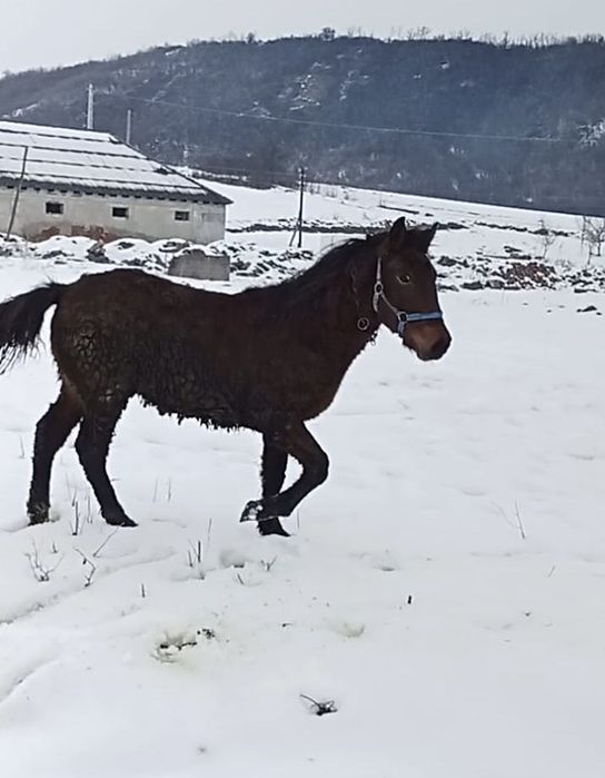 Vand sau schimb manz