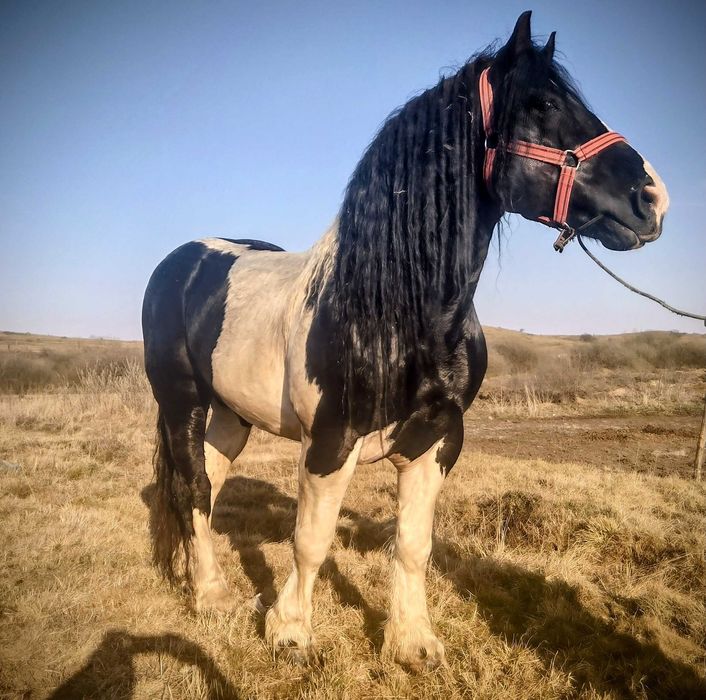 Armăsar de montă