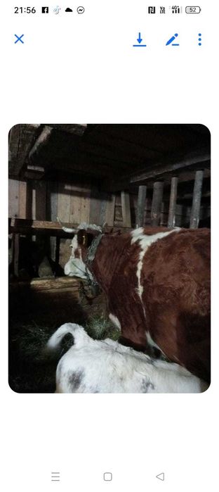 Vaci de vânzare doua vaci cu viței