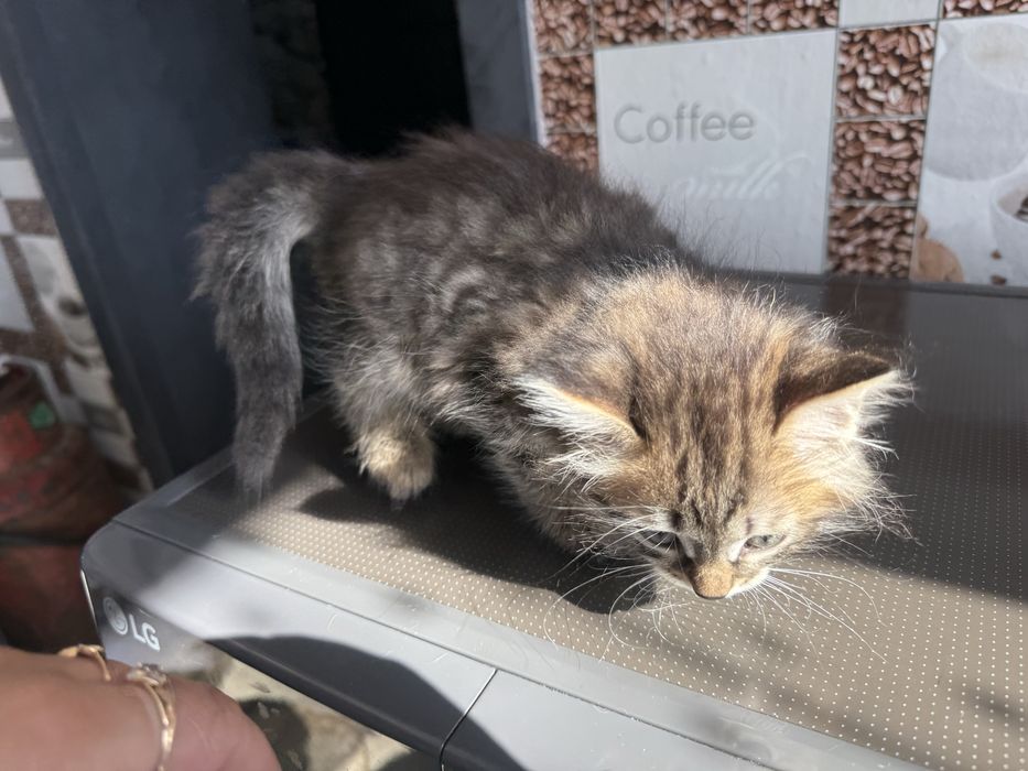 Отдам котят в добрые руки