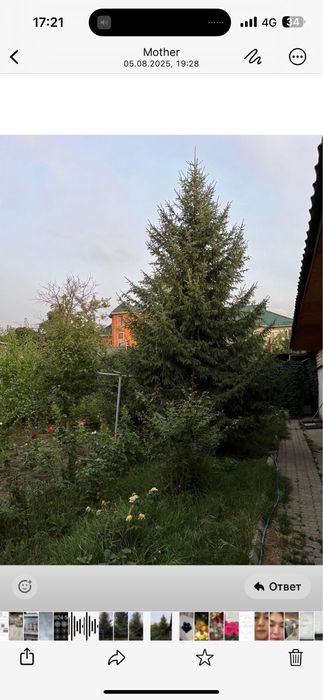 Красивая елка для сада!