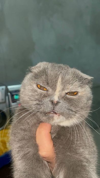 Yaxwi muwu sotiladi 6 oyli zoyi tozza