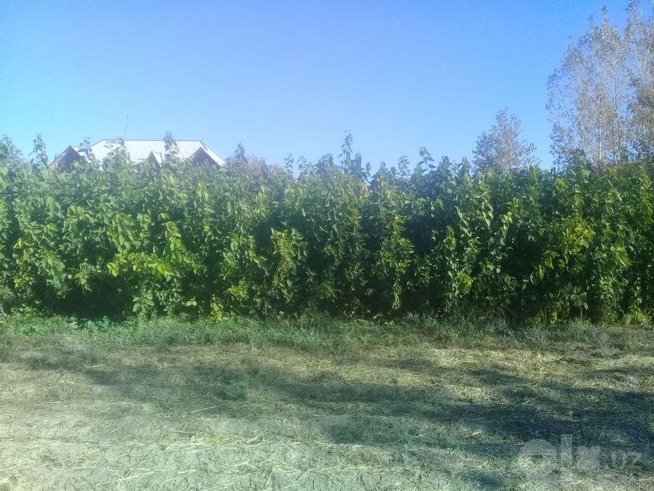 Tut Тут Kuchatlari sotuvda тут кучатлари