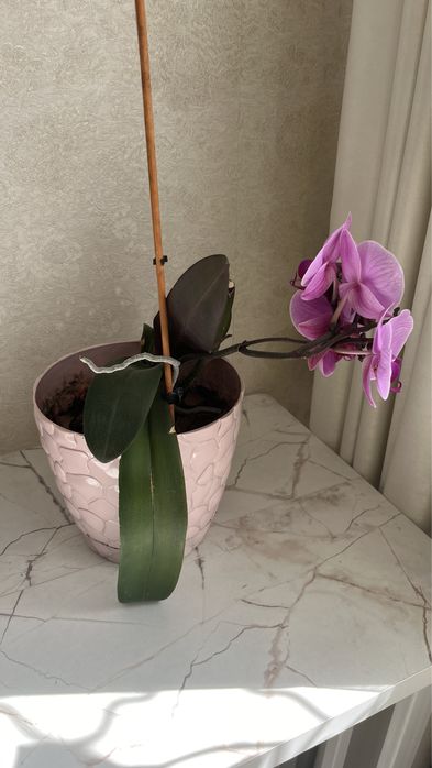 Орхидея (очень красивая)