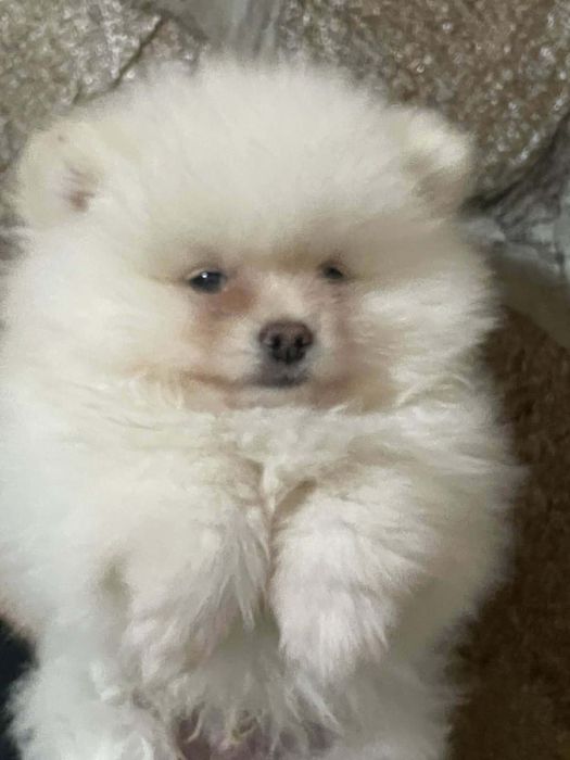 Малки  кученца- пумеран