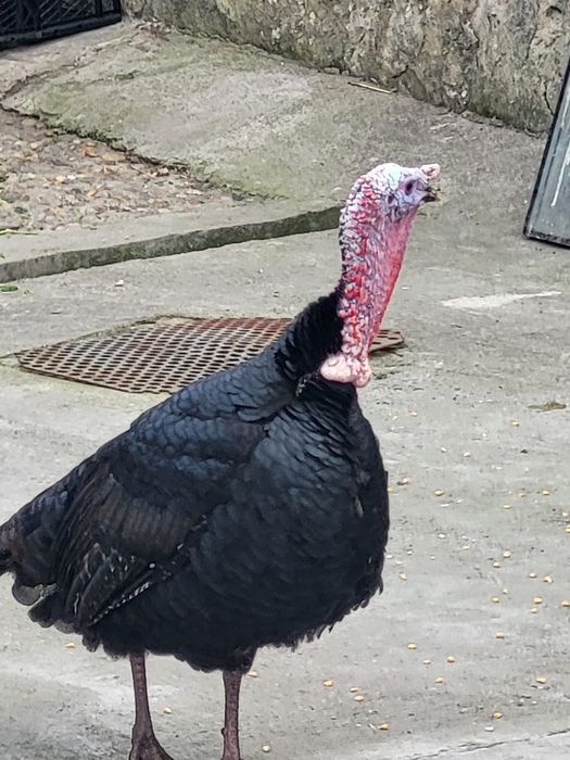 Curcan viu de vanzare