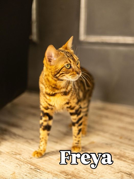 Кошка породы Бенгал