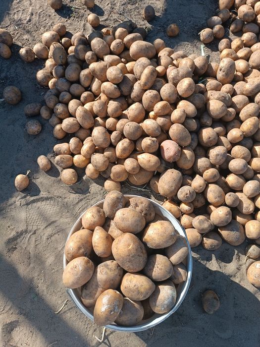 Продам домашний картофель