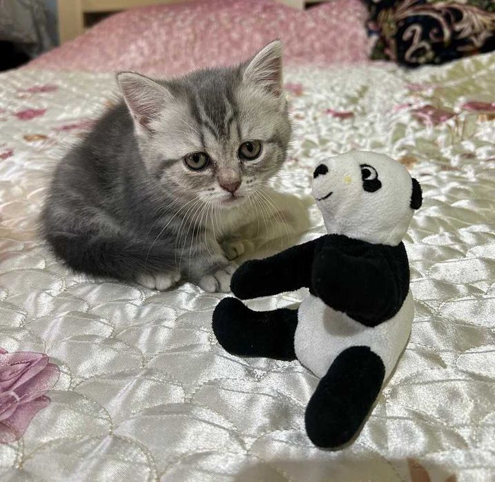 Котята Шотландские  срочно !