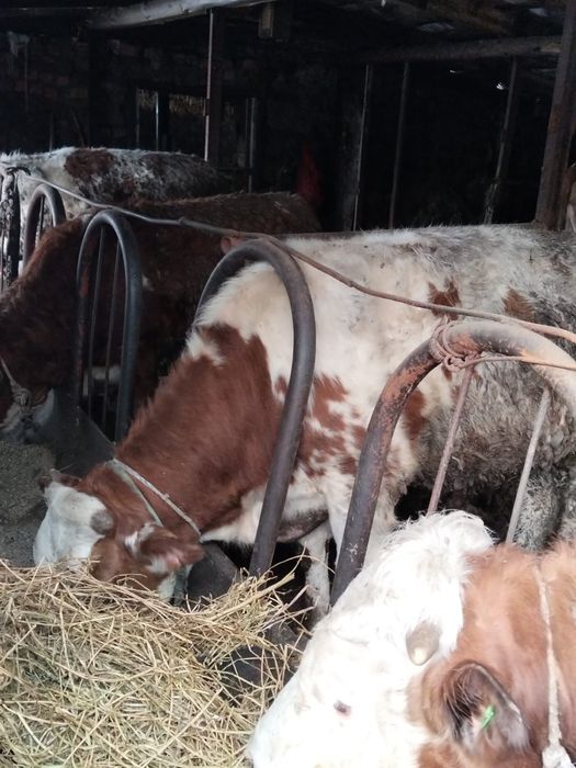 Бір жастан асқан бұқа,құнажын