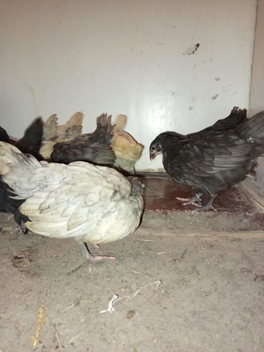 Австролорп на 2 месеца