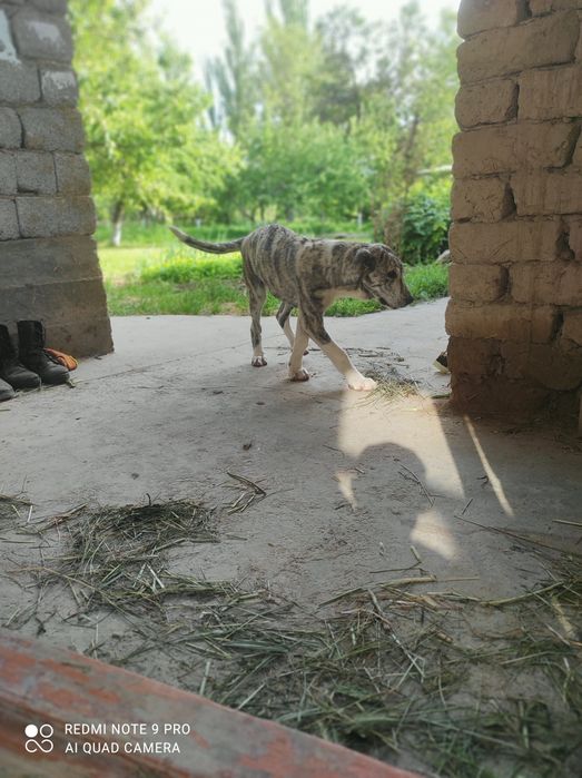 Собака 4 мыслы казакский