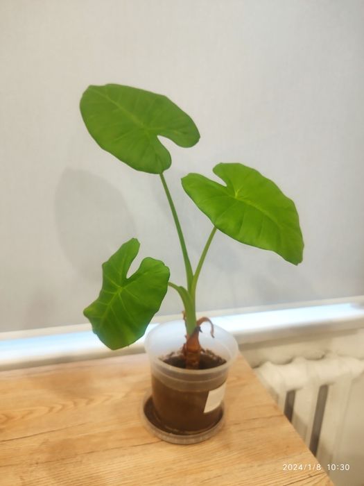 Алоказия трилистник