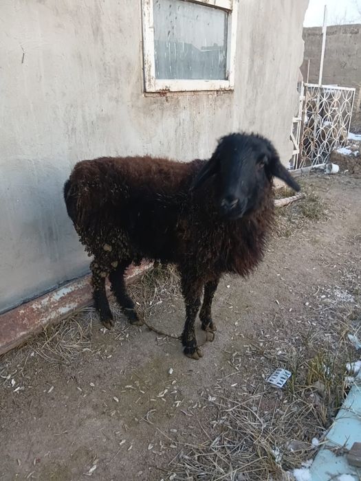 Семіз тоқты сатылады