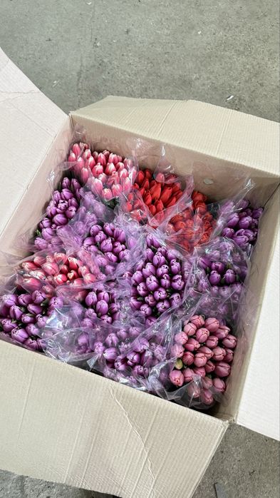 Беларусские Тюльпаны большие