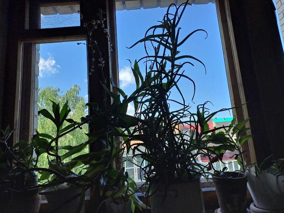 Комнатные и огородные растения