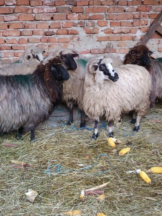 Oi de vânzare mioare și strămioare