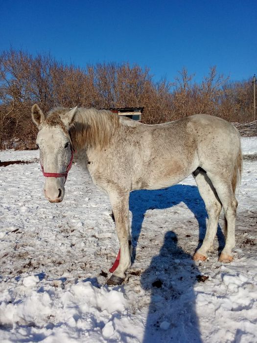 Продам лошадь 6 лет