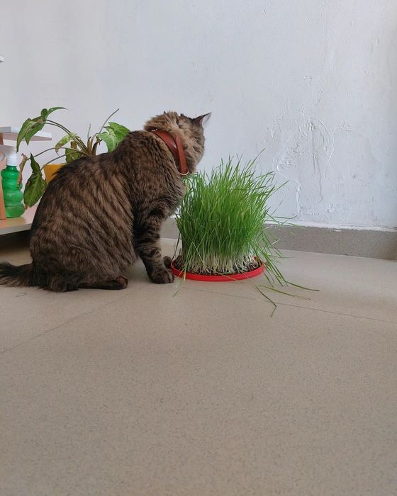 Кот - кострирован