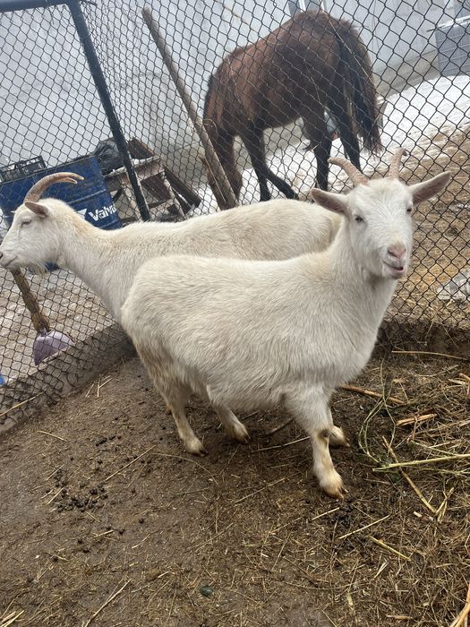 Ешкілер шыбыщ сатылады.